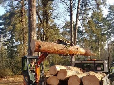 tree-cutting-logs Logo