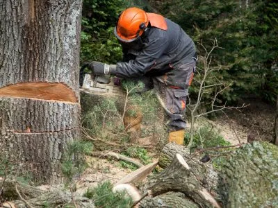 tree-cutting-with-chainsaw Logo